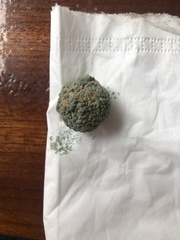 Penicillium