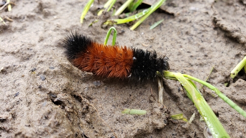 Isabella tiger moth