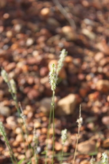 Thyridolepis mitchelliana