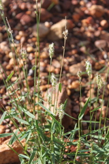 Thyridolepis mitchelliana