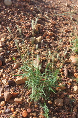 Thyridolepis mitchelliana