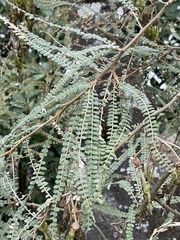 Sophora godleyi