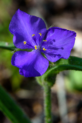 Tradescantia bracteata