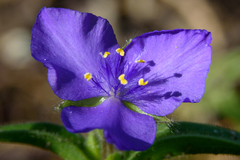Tradescantia bracteata