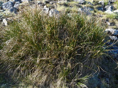 Marsippospermum gracile