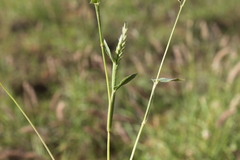 Urochloa gilesii