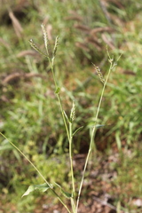 Urochloa gilesii