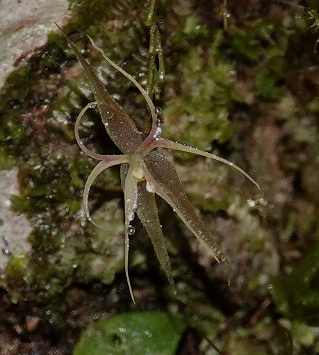 Lepanthes calimae