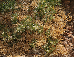 Astragalus kentrophyta danaus