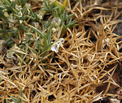 Astragalus kentrophyta danaus
