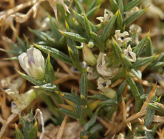 Astragalus kentrophyta danaus