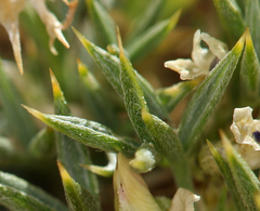 Astragalus kentrophyta danaus