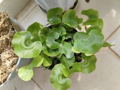 Adiantum nelumboides