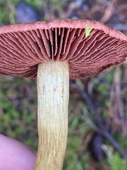 Cortinarius smithii