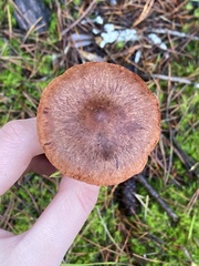 Cortinarius smithii