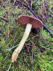 Cortinarius smithii
