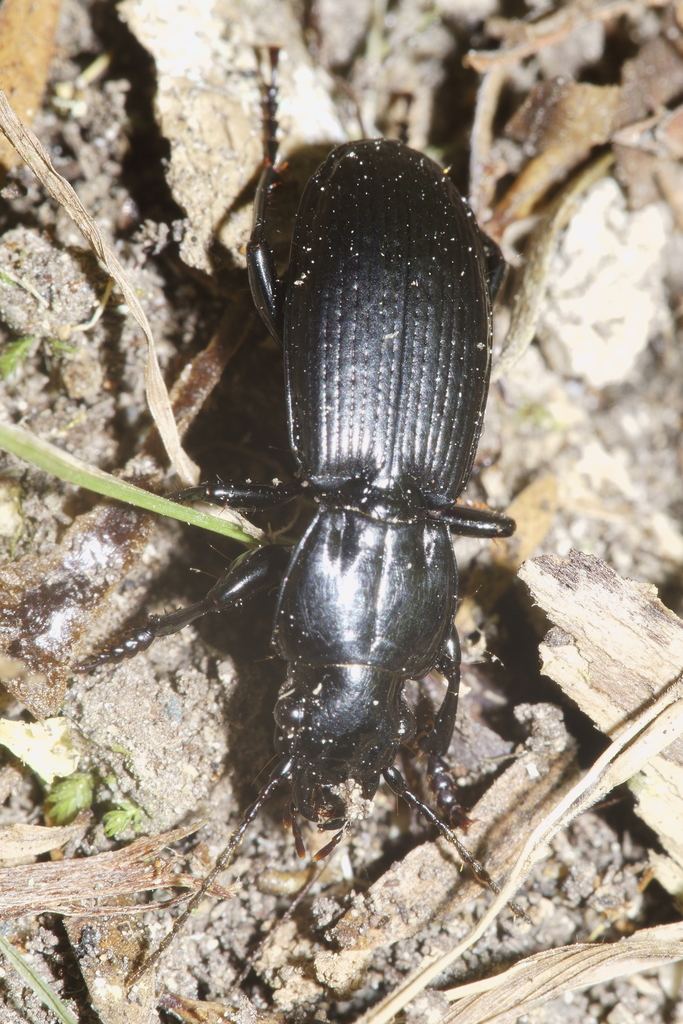 Holcaspis suteri
