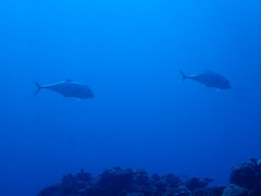 Alectis ciliaris