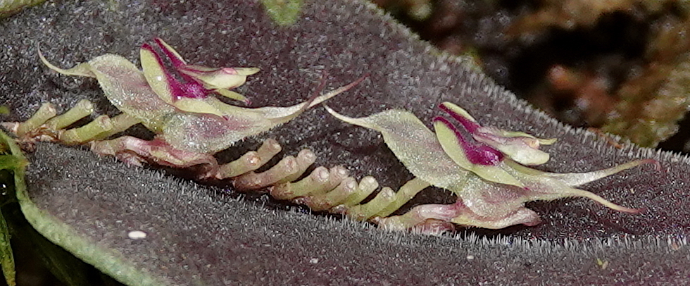Lepanthes tomentosa
