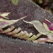 Lepanthes tomentosa - Photo (c) desertnaturalist, alguns direitos reservados (CC BY), uploaded by desertnaturalist