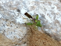 Lycambes