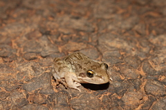 Litoria inermis