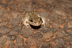 Litoria inermis