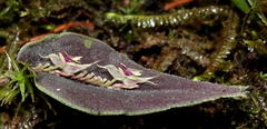 Lepanthes tomentosa