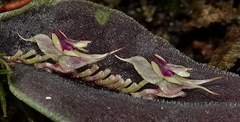 Lepanthes tomentosa