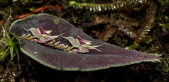 Lepanthes tomentosa