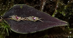 Lepanthes tomentosa