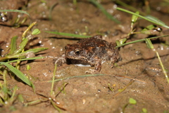 Uperoleia rugosa