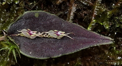Lepanthes tomentosa