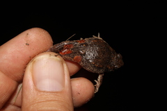 Uperoleia rugosa