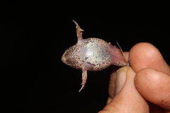 Uperoleia rugosa