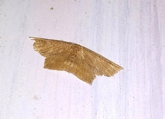 Phalacra columba