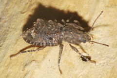 Syrphetodes marginatus