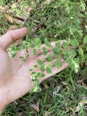 Pimelea altior