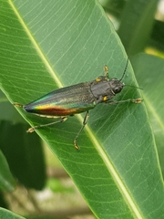 Cyphogastra semipurpurea