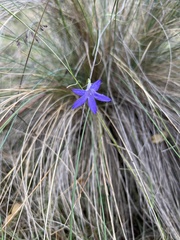 Wahlenbergia multicaulis