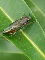 Cyphogastra semipurpurea
