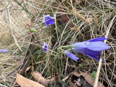 Wahlenbergia multicaulis