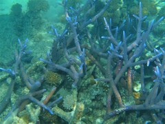 Acropora muricata