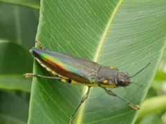 Cyphogastra semipurpurea