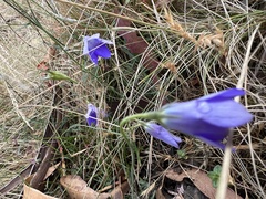 Wahlenbergia multicaulis