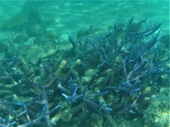 Acropora muricata