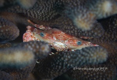 Goniosupradens hawaiensis