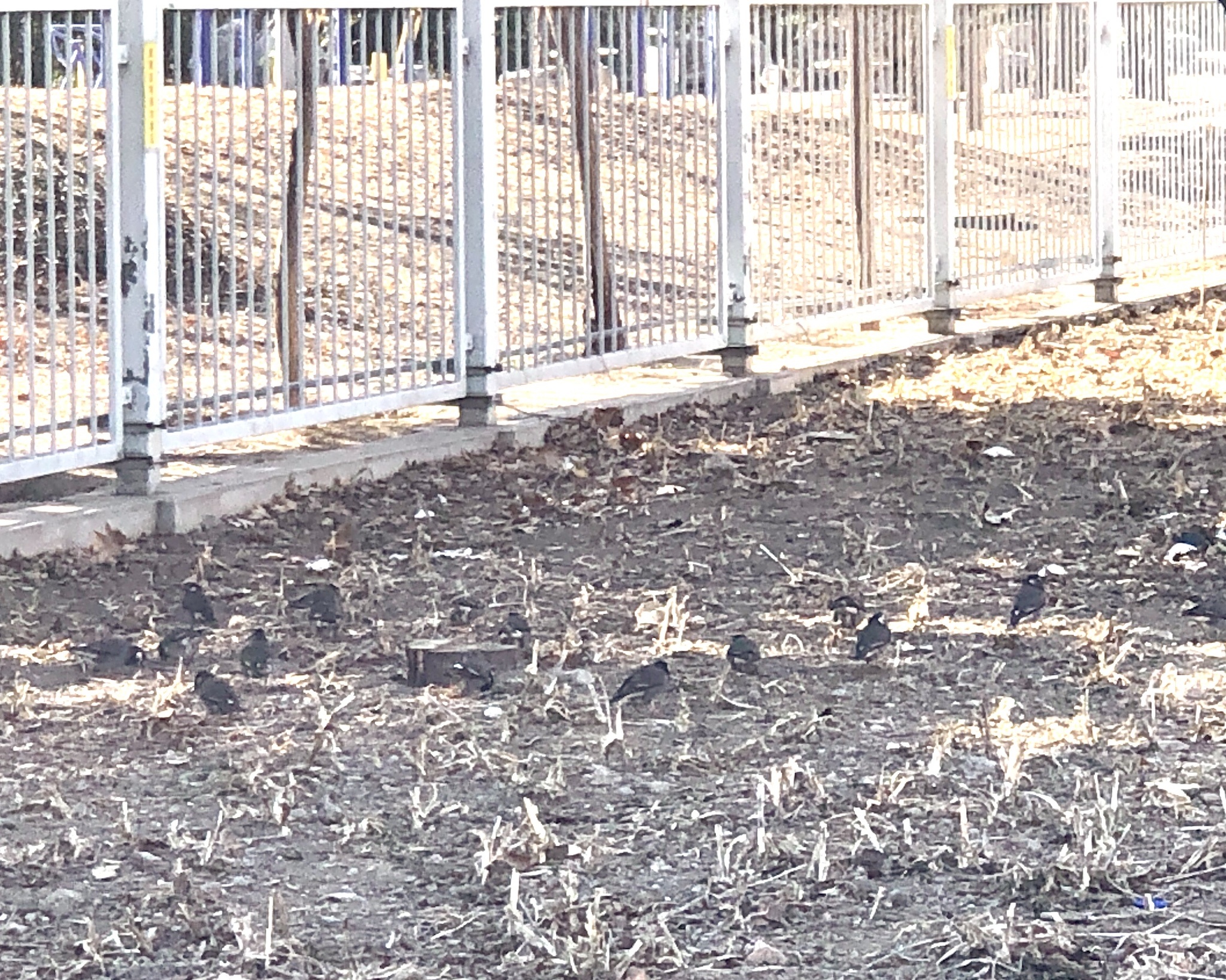 White-cheeked Starling