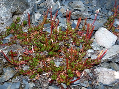 Epilobium rubro-marginatum