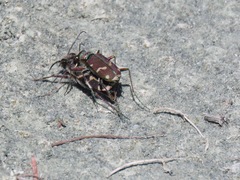 Cicindela limbalis